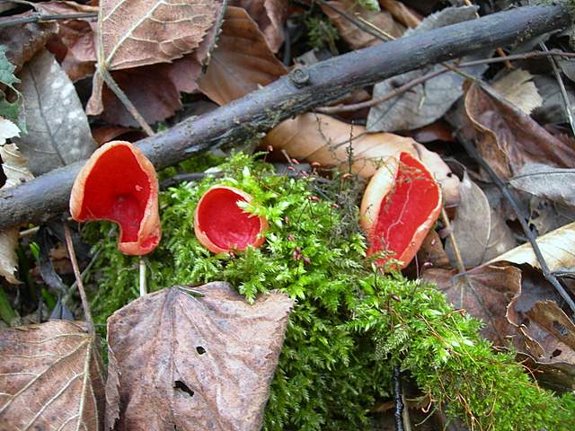 Nel  Regno  della  Jurana